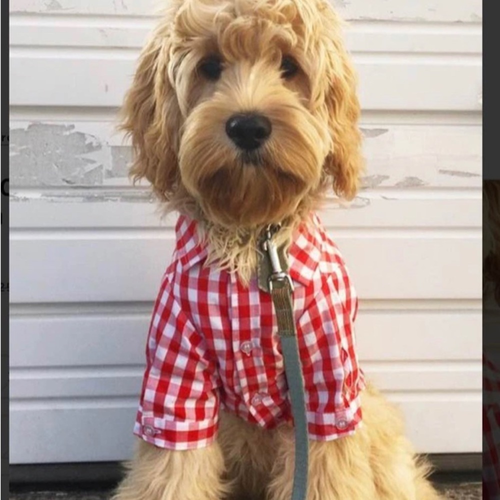 Fab DOG | Red Plaid Button Down 12”